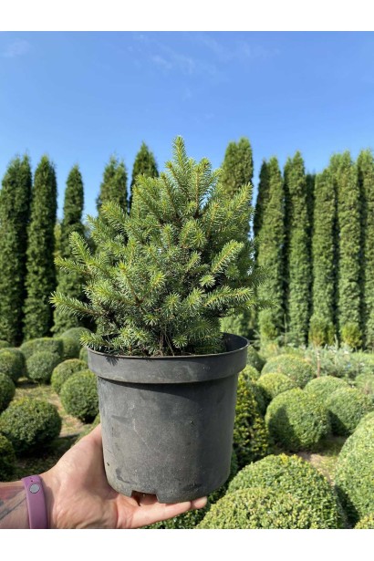 Ель ситхинская Нана - 3л/вис.20-25см/Ø15-20см